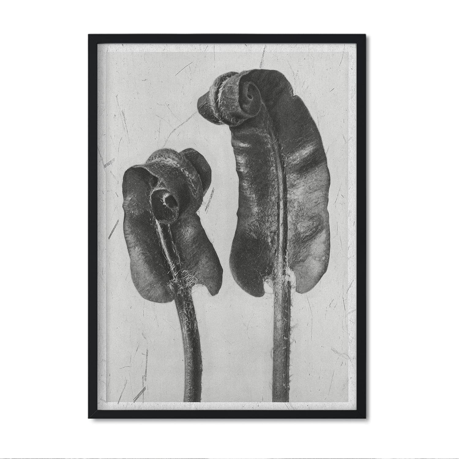 Nacnic Art Print Black and White 59. Posters with illustrations of flowers and plants in gray tones. Vintage style interior decoration. A3 size.