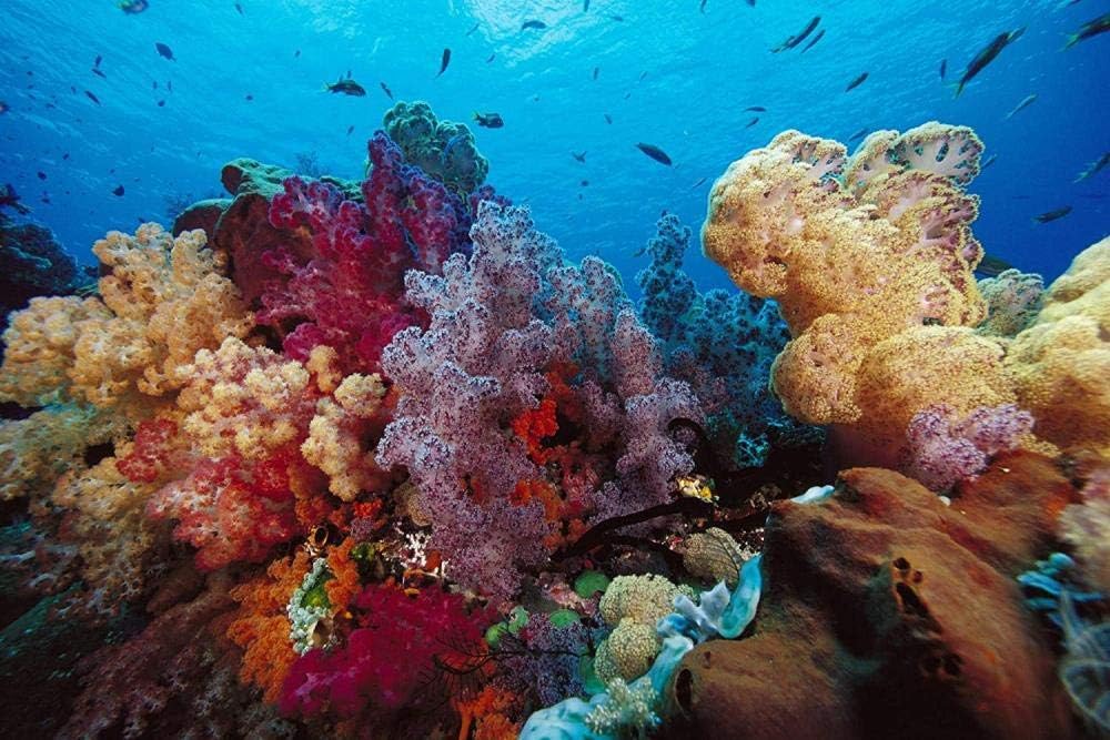 new Puzzle 500 Pieces Adult Puzzles Wooden Jigsaw-Colorful Coral Reef-Children Art Leisure Game Fun Toy Gift Suitable Family Frien