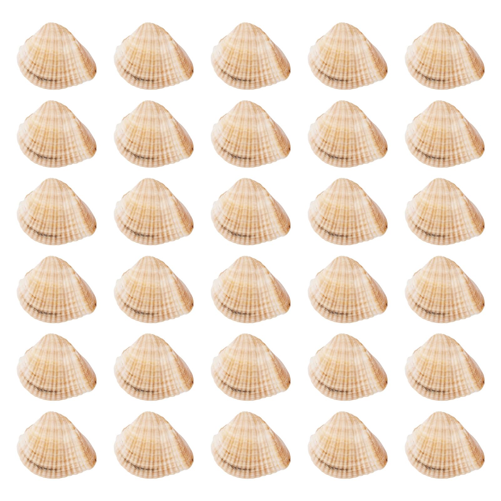 Beadthoven 100pcs Natural Shell White Large Scallop Seashell Beads Summer Ocean Beach Undrilled Sea Shell for Fish Tank Home Decoration Vase Fillers DIY Crafts