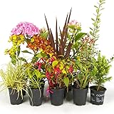 GardenersDream 10 x Mixed Garden Plant Collection in Pot - Natural Garden Ready Herbaceous Outdoor Plants - All Year Round Climbers Plants for Gardens - Ornamental Grasses (20-60cm)