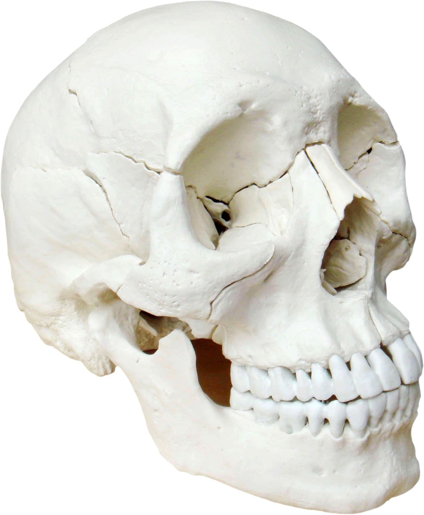 Osteopathy Skull 22 Parts Anatomical Version