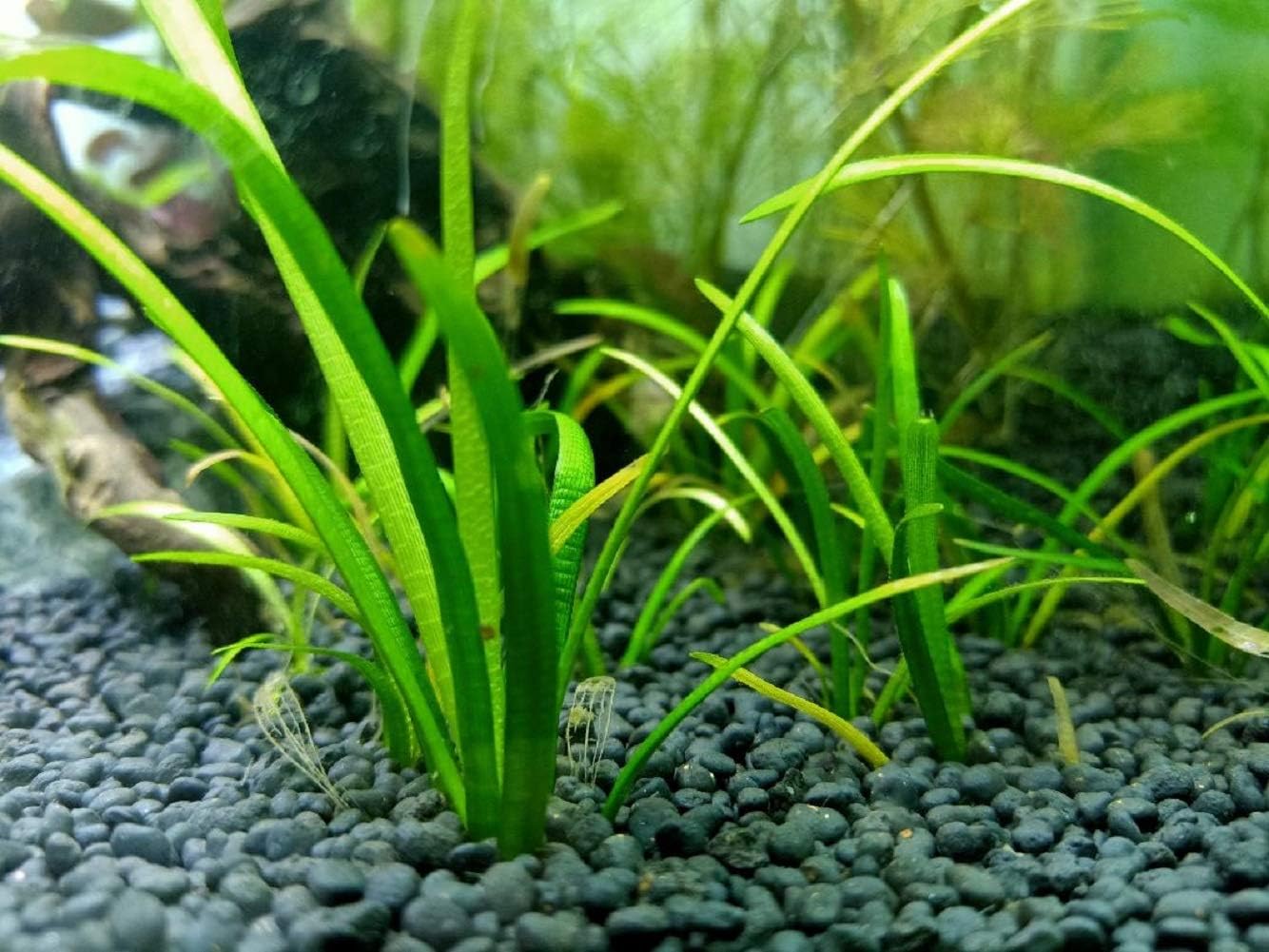 UTEKAR FISHERIES Dust-Less Aquarium Substrate Planted Soil, 2 kg