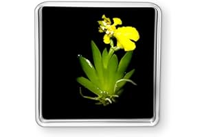 Bloomify Live Dancing Orchid Picture, Maintenance Free Orchid, Psygmorchis Pusilla, Live Green Wall Décor, Blooming, No Green Thumb Necessary, Great for Work, Home, Wall Décor, Unique Gift.