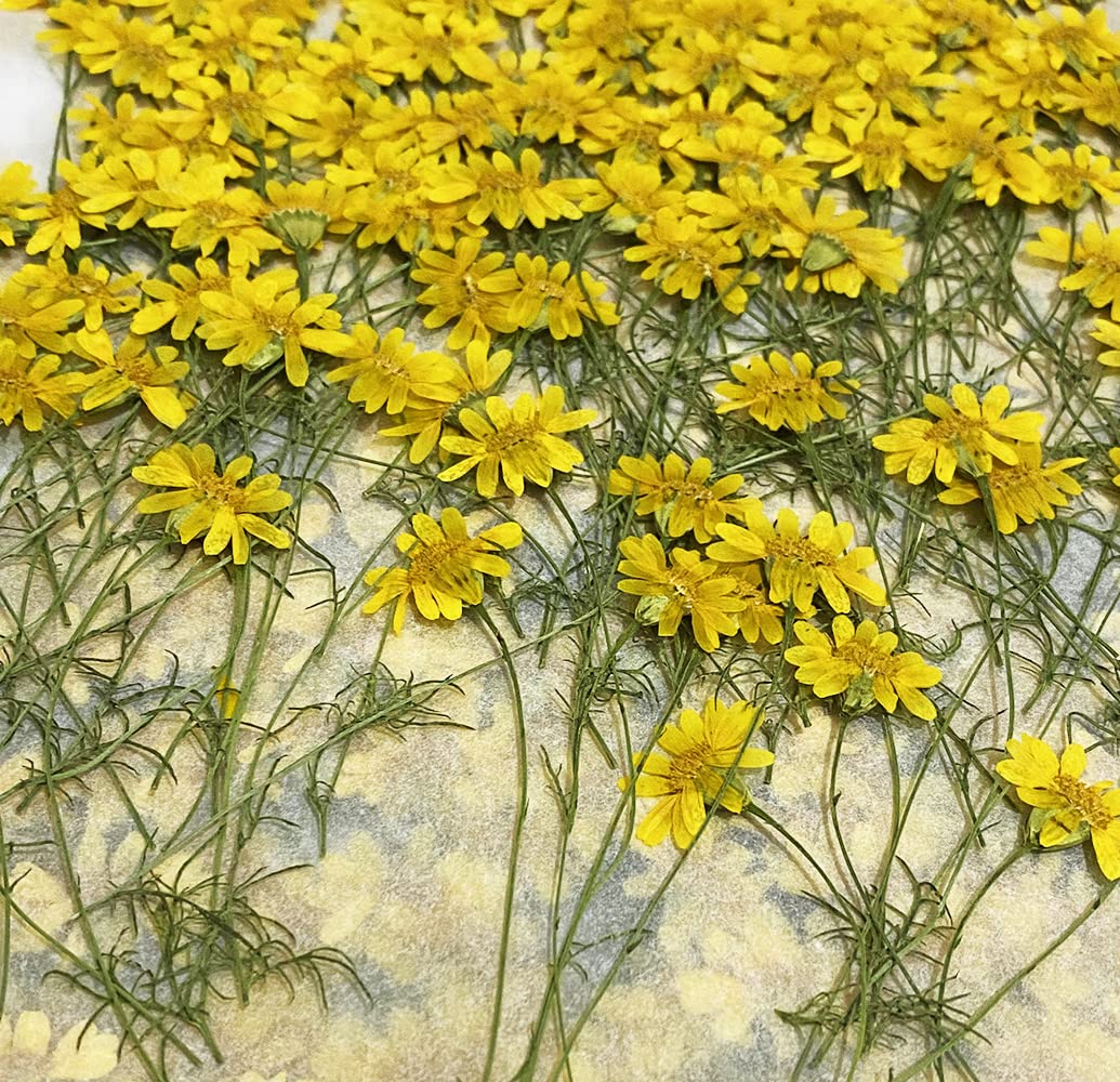 HANDI-KAFU 12 pcs Golden Chrysanthemum with Stem Real Natural Dried Pressed Flowers for Resin Art Craft DIY