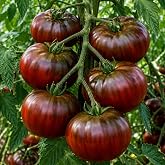 Tomato Black Russian Seeds &ndash; Heirloom Variety for Planting | Rich Flavor, Dark Fruits, Heirloom Variety, Ideal for Home Gardens