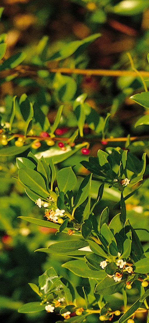 PeelitStickit, Beautiful Nature Wall Murals, ID-0886, vinyl