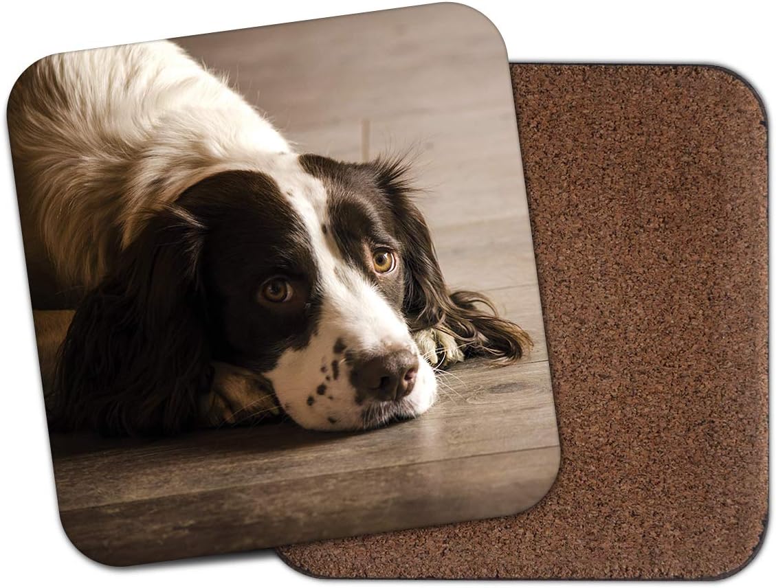 springer spaniel cute