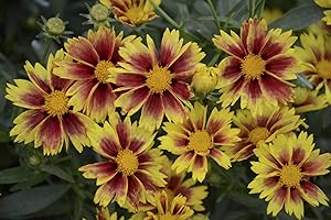 GREEN PROMISE FARMS Coreopsis LI'L BANG 'Enchanted Eve' (Tickseed) Perennial, yellow orange & red flowers, #1 - Size Container