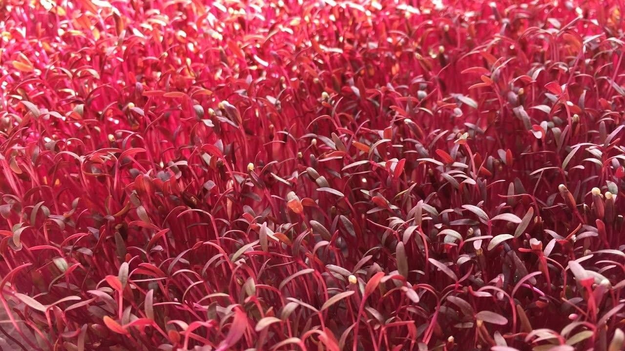 Red Garnet Amaranth Seeds, NON-GMO, Microgreens, 80K seed