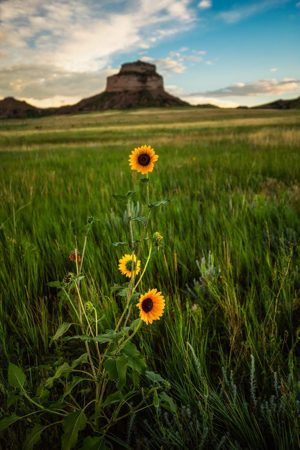 Home Kitchen Nebraska Photography Wall Art Print Picture Of Wild Sunflowers And Bluff Near Scottsbluff Nebraska Western Prairie Decor 5x7 To 32x38 Handmade Products