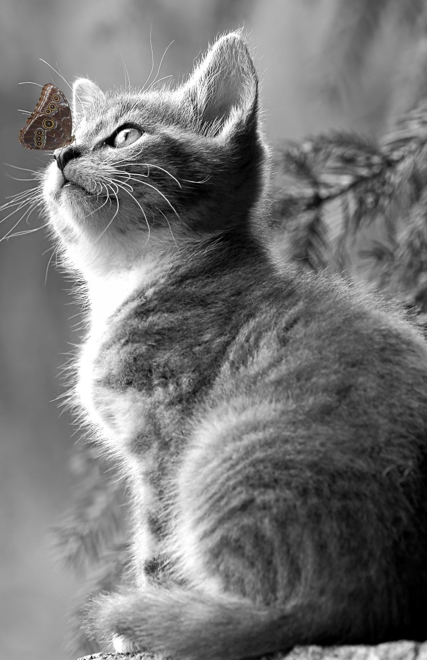 kitten and butterfly