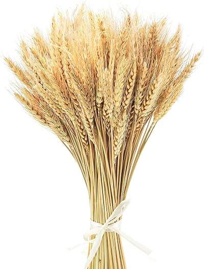 Yukiyi 100 Stems Dried Wheat Flowers Sheaves 40cm Natural Ear of Grain