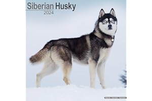 Siberian Husky Calendar 2024 | Square Dog Breed Wall Calendar - 16 Month: Original Avonside-Kalender [Mehrsprachig] [Kalender