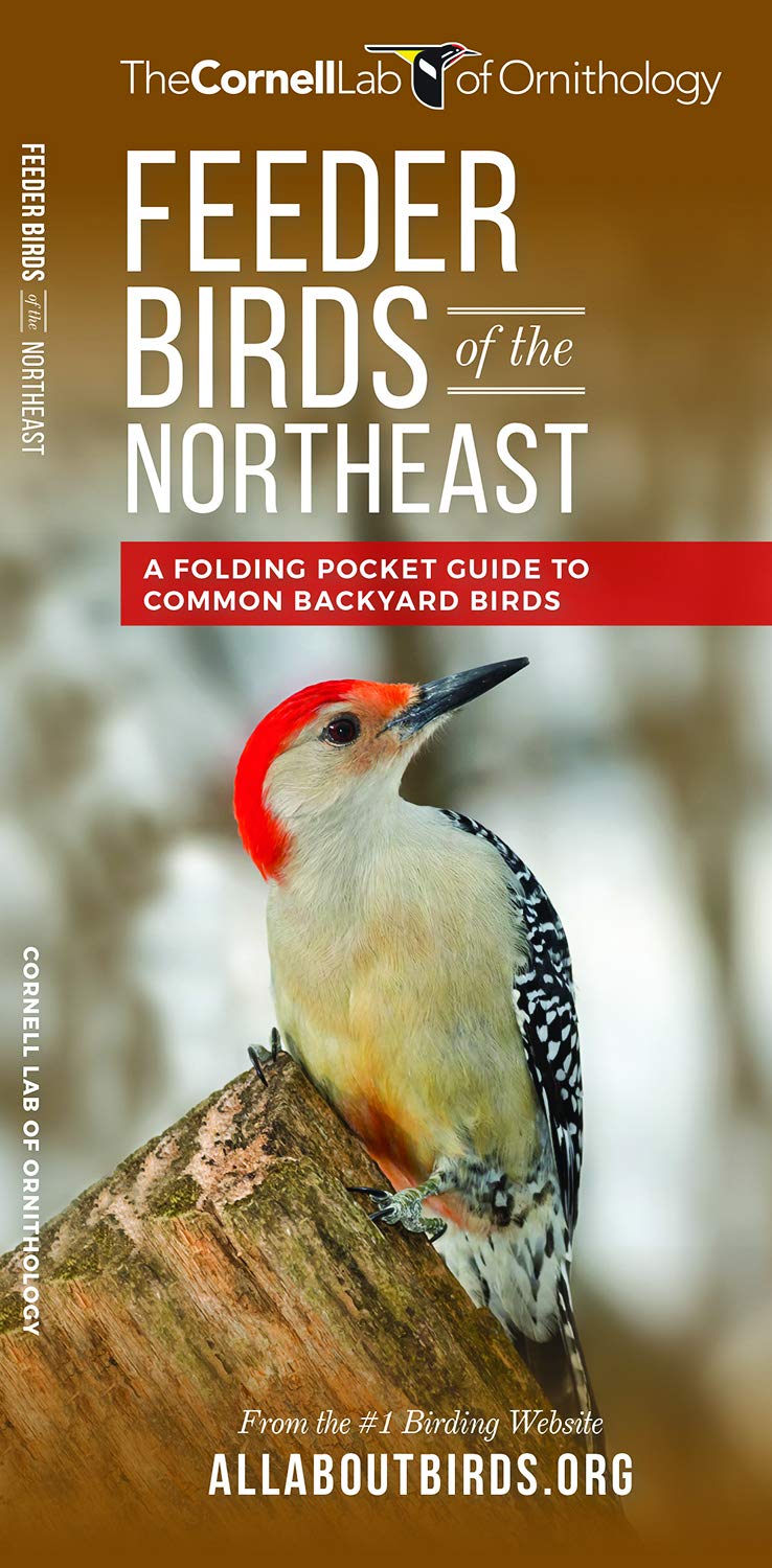 Galleon Feeder Birds Of The Northeast A Folding Pocket Guide To