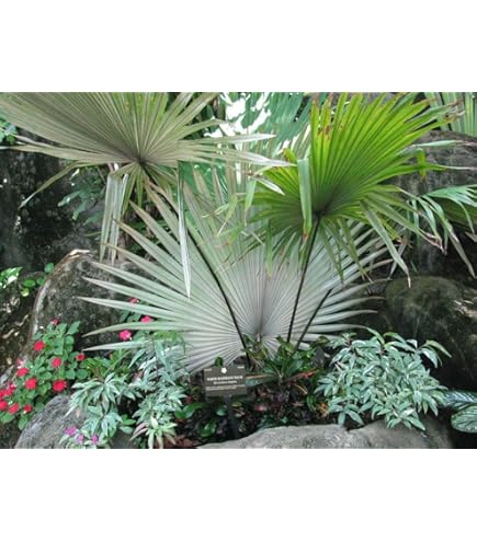 Amazon.com : Silver Bismarck Palm - Live Plant in a 5 Gallon