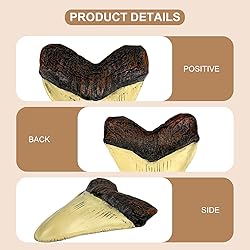 Carcharodon Megalodon Giant Shark Tooth with