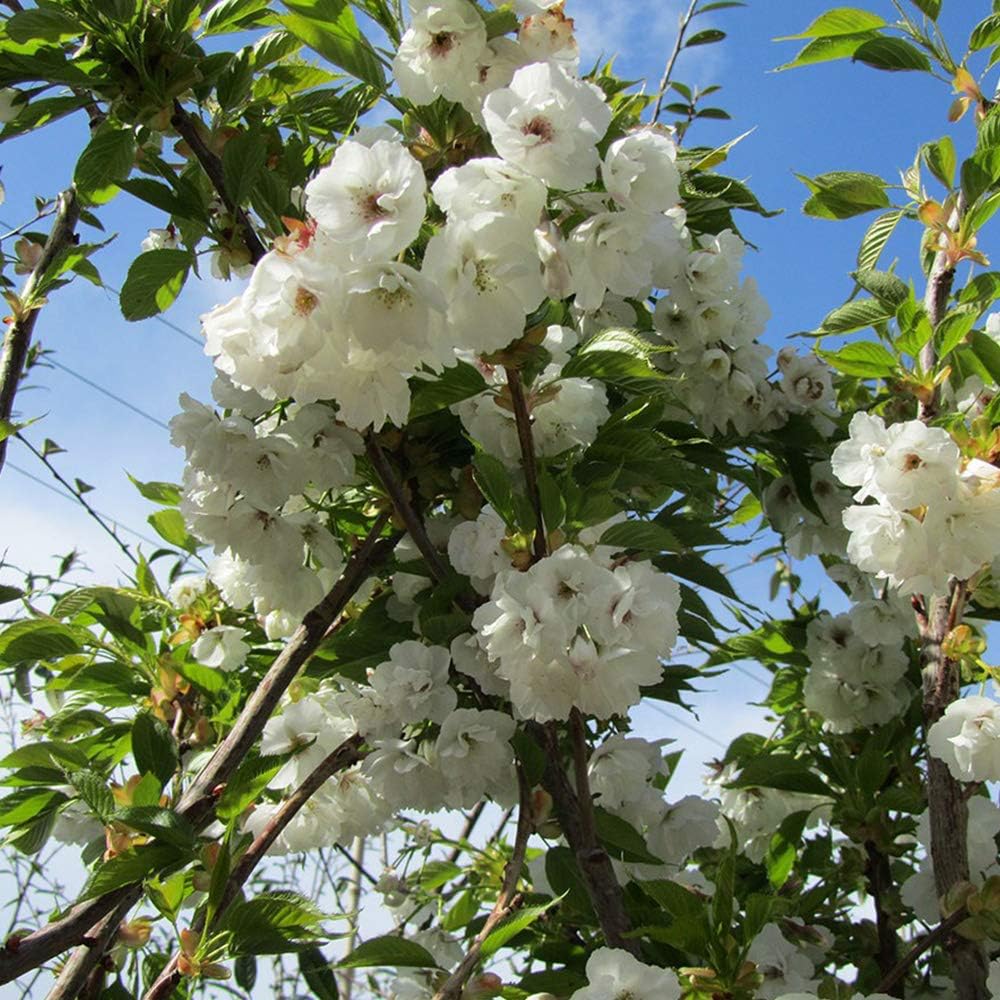Ornamental Garden Tree Mount Fuji Cherry Prunus Shirotae 5 6ft Ornamental Garden Tree Mount Fuji Cherry Prunus Shirotae 5 6ft