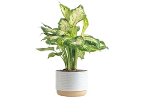 Costa Farms Dieffenbachia, Dumb Cane Live Plant in Decorative Pot, Easy to Maintain Indoor Houseplant, Perfect for Home, Room, or Office Decor, Great House Warming or Birthday Gift, 12-18 Inches Tall