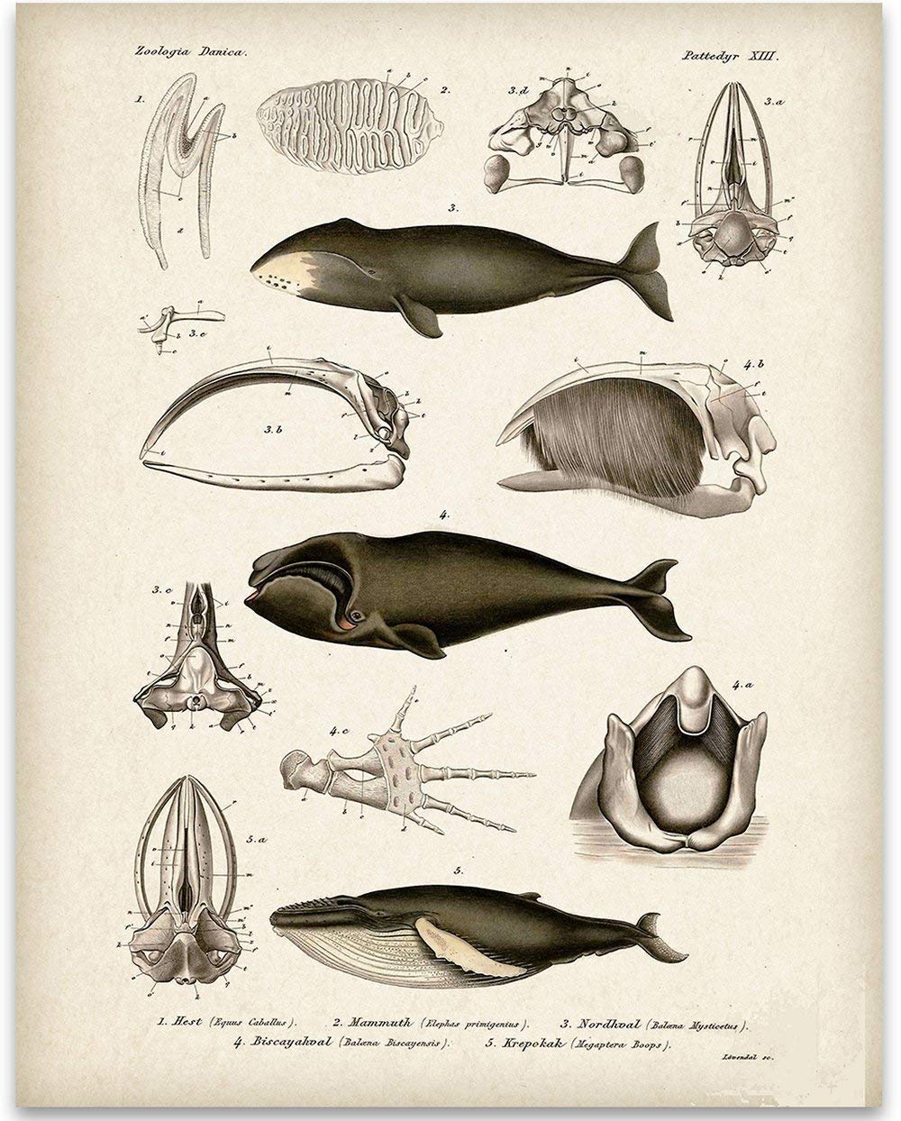 Amazon.com: Whale Anatomy - 11x14 Unframed Art Print - Great Gift Under