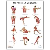 Anatomy Lab Stretching Anatomy Poster, Laminated Exercise and Fitness Chart | 17.3 x 22.5 Inches, Educational Anatomy and Physiology Poster for Physical Education, Workouts