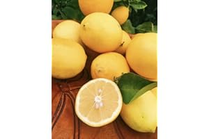 Kejora Fresh MEYER LEMONS - 4 lbs