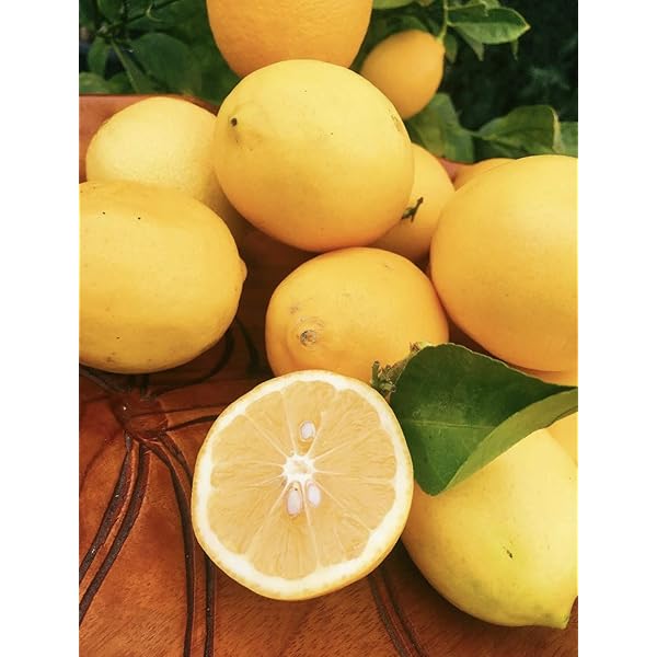 lemon様　おまとめ11品（12点） lemon様 おまとめ11品（12点） lemon様おまとめ11品（12点）