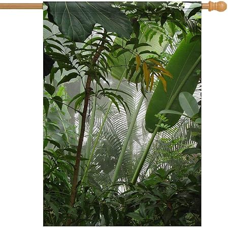 Amazon Com Interestprint Tropical Rainforest Scene Misty Palm