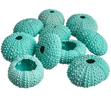 Amazon Com Nautical Crush Trading Sea Urchin Gift Set Green Sea