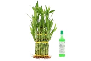 NW Wholesaler - Lucky Bamboo 3 Tier Tower Arrangements, Indoor Live Bamboo Plant, Live Houseplant for Home Decor, Feng Shui Lucky Plant (3 Tier and Fertilizer)