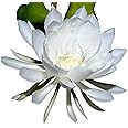 Easy to Grow Epiphyllum 'Queen of The Night' Live Succulent (2 Pack) - Rooted in a Grower's Pots, Tropical White Fragrant Flowering Blooms in Summer Warm Climate Gardens