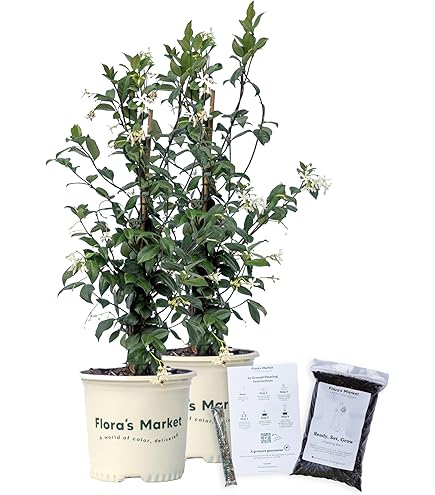 jasmine  Pixies-Gardens-Star-Jasmine-1-