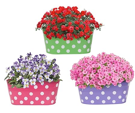 Amazon Brand - Solimo Rust-Free Hanging Planter - Set of 3 (Oval - Green, Pink, Purple)
