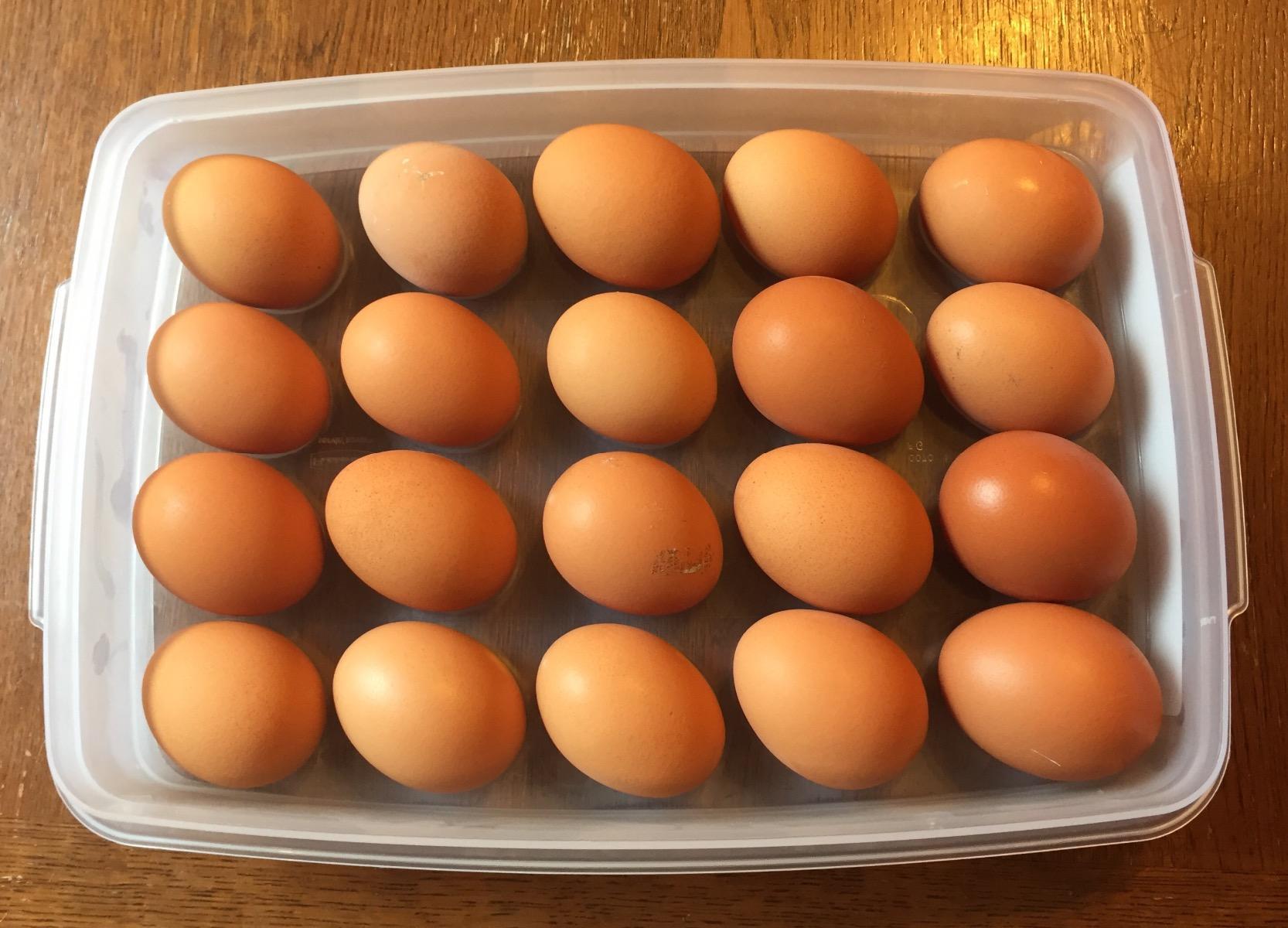 6/mo Finance Rubbermaid Specialty Bread Keeper Food Storage