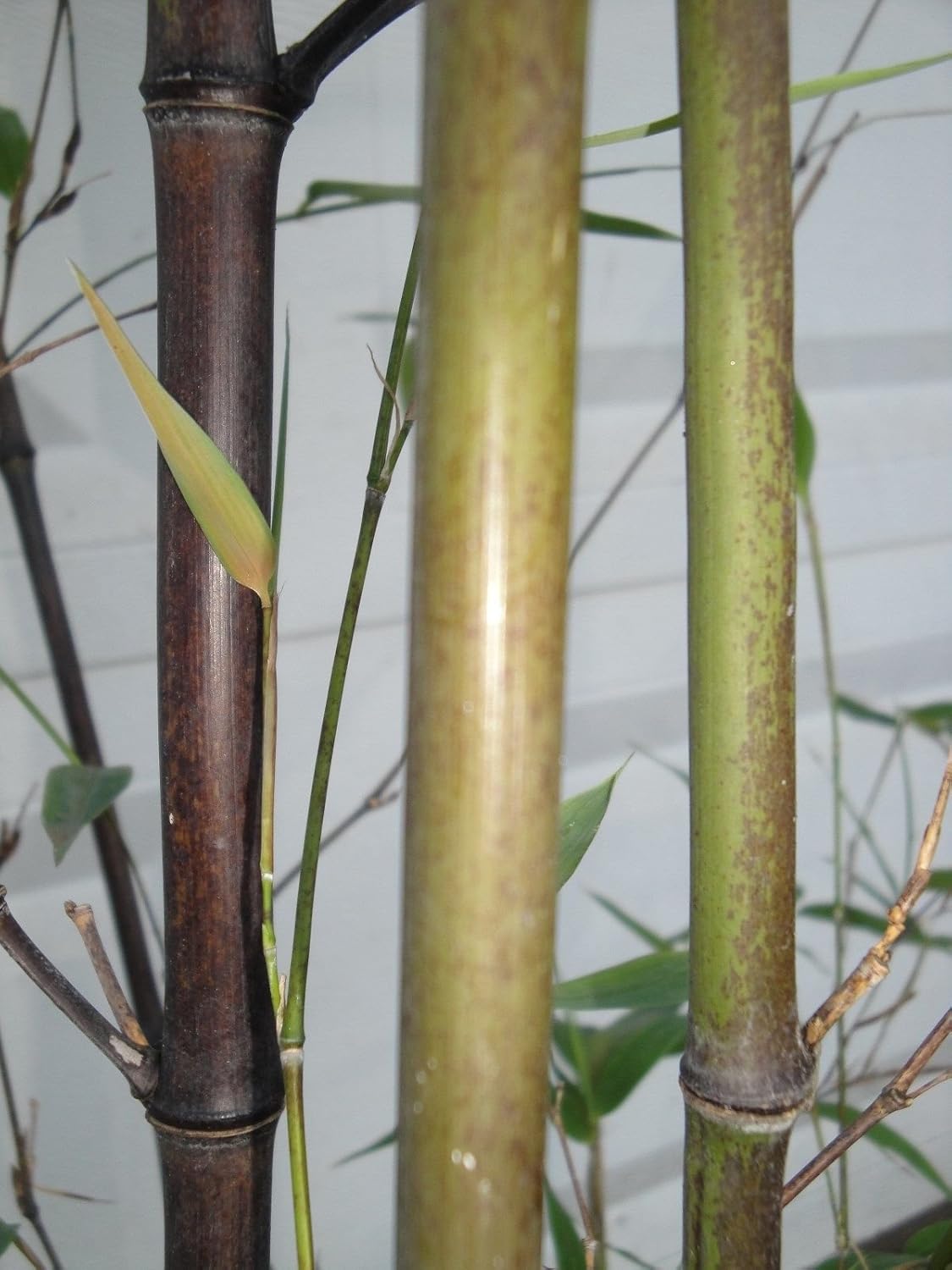 Box of 10 Phyllostachys Nigra, Black Bamboo 1 Size Live Plant Garden & Outdoor