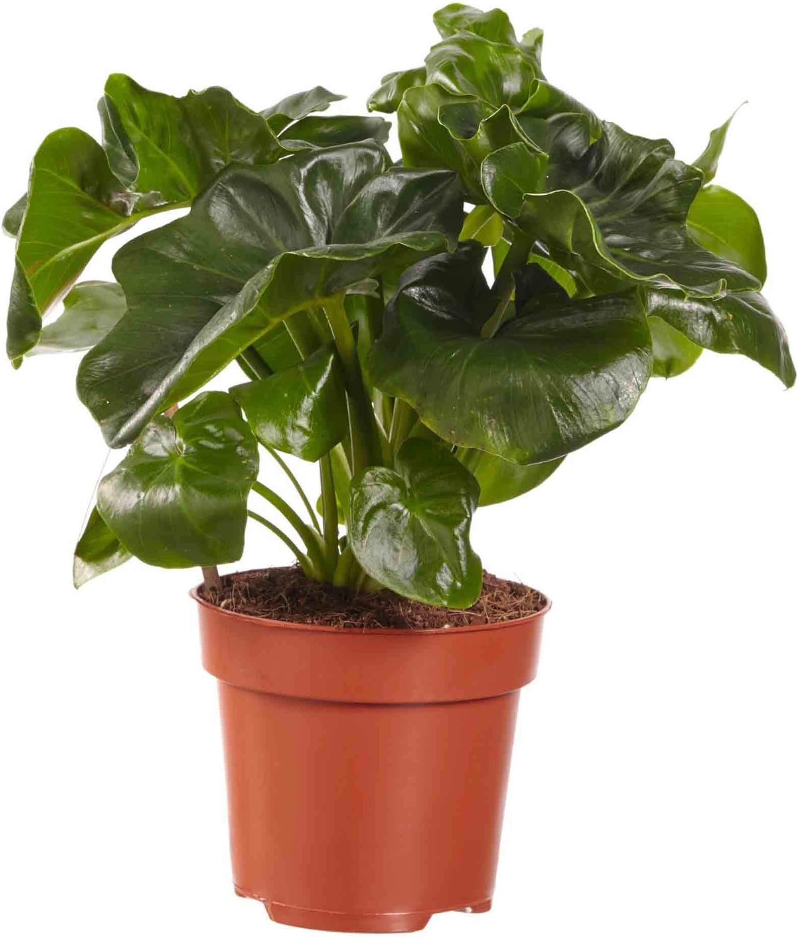 Choice of Green - 1 Philodendron Atom - Philodendron - Live Indoor Plant in Growerspot Diameter 12 cm - Height 40 cm - Quality from Holland - Fresh from The Grower