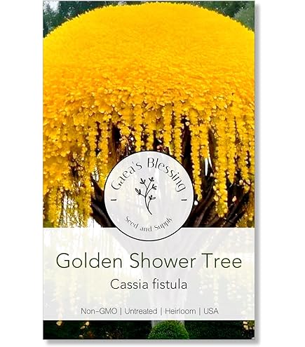 100 Semi Cassia Angustifolia - Semi Di Pianta Senna, Per Giardinaggio - Foto 3