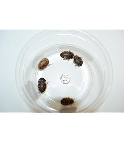 Live Lady Bugs Live Dubia Roaches - 100 Extra Large Feeders For ...