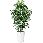 Artificial Dracaena Tree Indoor, 6FT Tall Fake Tree with White Tall Planter, Artificial Trees Fake Yucca Potted Tree for Home Office Living Room Decor, Tall Artificial Plant for Housewarming
