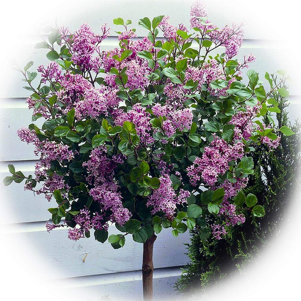SPECIAL DEAL Dwarf Korean Lilac Tree Syringa Palibin EXTRA LARGE