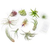 Grab Bag Pack Small &amp; Medium Air Plants - Fertilizer Packet - Wholesale - Bulk - Live Tillandsia - Easy Care House Plant - Succulents, 10 Count (Pack of 1)