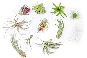 AIR PLANT SHOP Grab Bag Pack Small & Medium Air Plants - Fertilizer Packet - Wholesale - Bulk - Live Tillandsia - Easy Care House Plant - Succulents, 10 Count (Pack of 1)