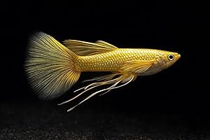 Seam Oasis 5+ Full Gold 24K Guppy Live Fish – Premium High-Color Strain, Active & Hardy Tropical Aquarium Fish, Vibrant Gold Body, Live Arrival Guarantee