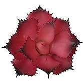 Duovlo Artificial Succulent Plant 5.15 Inch Faux Succulents Agave potatorum Flower Arrangement Craft Wall DIY Materials,Pack of 2 (Rose)
