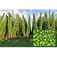 Common Hops Seeds for Planting - 30 Seeds - Beer Hops, Humulus lupulus -Ships from Iowa, USA