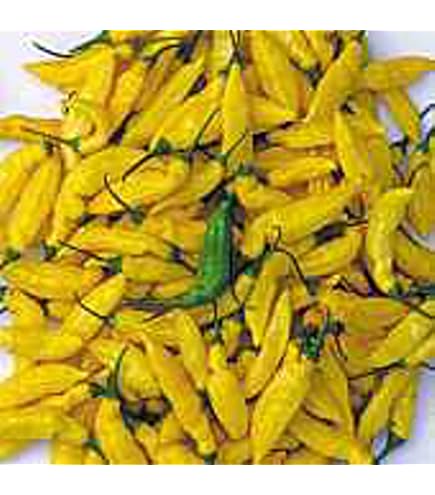 Aji Lemon Drop Hot Pepper Seeds – 20+ Seeds – Easy Grow, High Yield, Heirloom-Quality