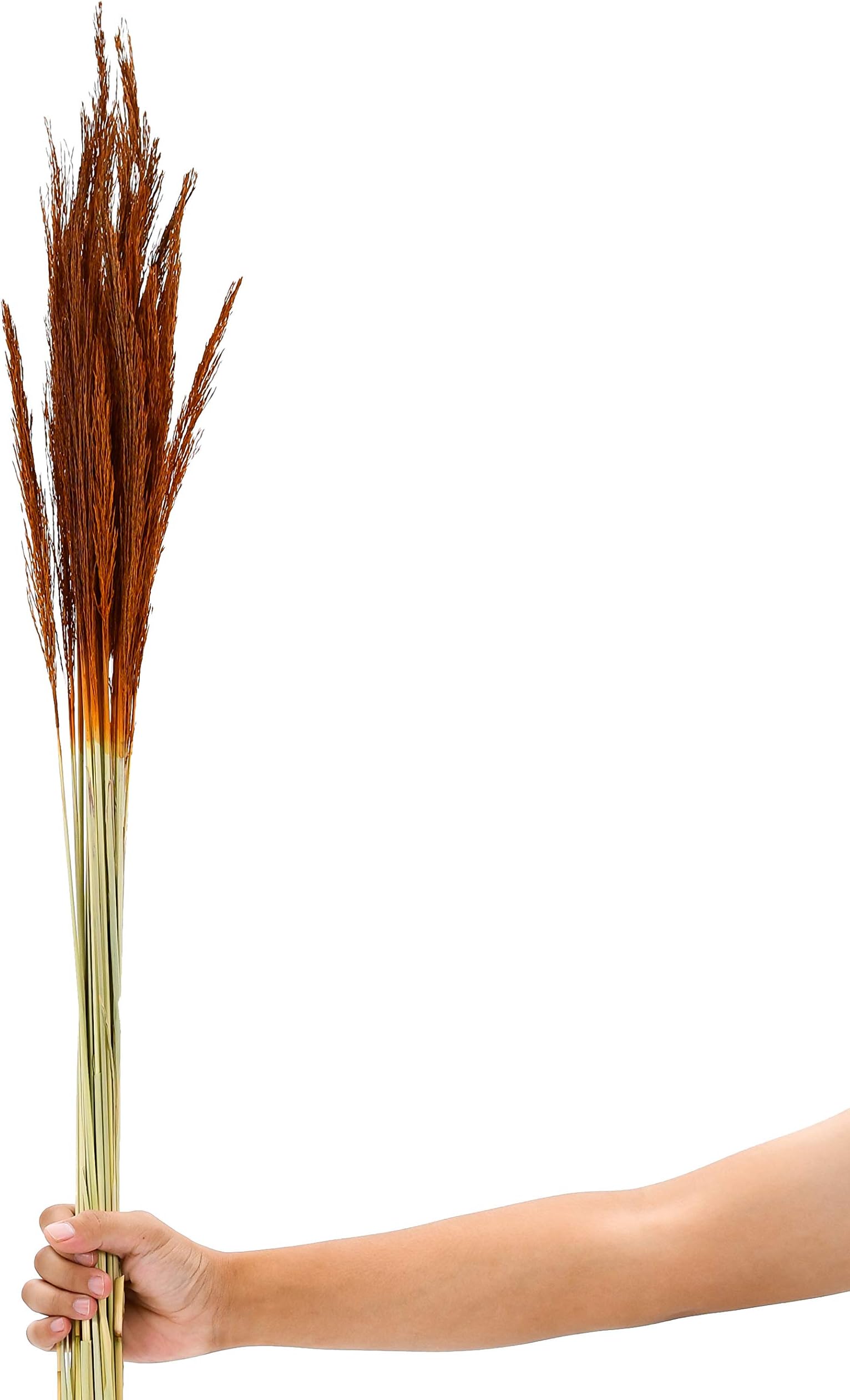 LEEWADEE Decorative Twigs – Naturally Dried and coloured Grass Stems for Vases, Loose Grass Weeds for Home and Business Decoration, 120 cm, orange