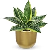 Hollyone Artificial Snake Plants 9" Faux Agave Succulent Plant Potted in Gold Pot Fake Sansevieria Aloe Tropical Plant for Desk Modern Office Home Bathroom Indoor Outdoor Decor