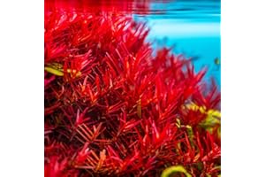 YOKEBOM 5-7 Rotala Rotundifolia Stems, Green to Red Rotala H’Ra Stems, Rotala Rotundifolia Live Aquarium Plant, Rotala Rotundifolia Red Live Aquatic Plants for Freshwater Aquarium