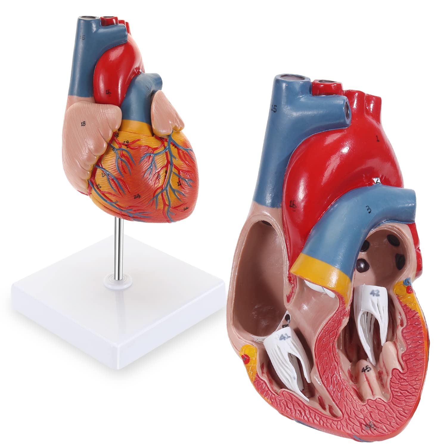 Mua SKUMOD Heart Model, Life-size Human Heart Model, Life Size, Human ...