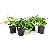 Live Pothos Plants (4PK) Indoor Plants Live Houseplants, Pothos Live Plant House Plants Indoors Live Plants, Money Plant Indo